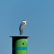 Saone heron berges FZ_P1000215.JPG